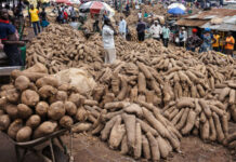 Federal Ministry of Agric trains 70 yam farmers in Edo
