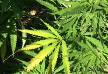 Legislation of Marijuana in Nigeria, what Deltans say